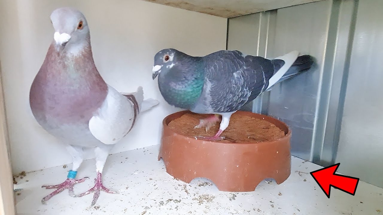 Breeding Pigeons Nest Bowls