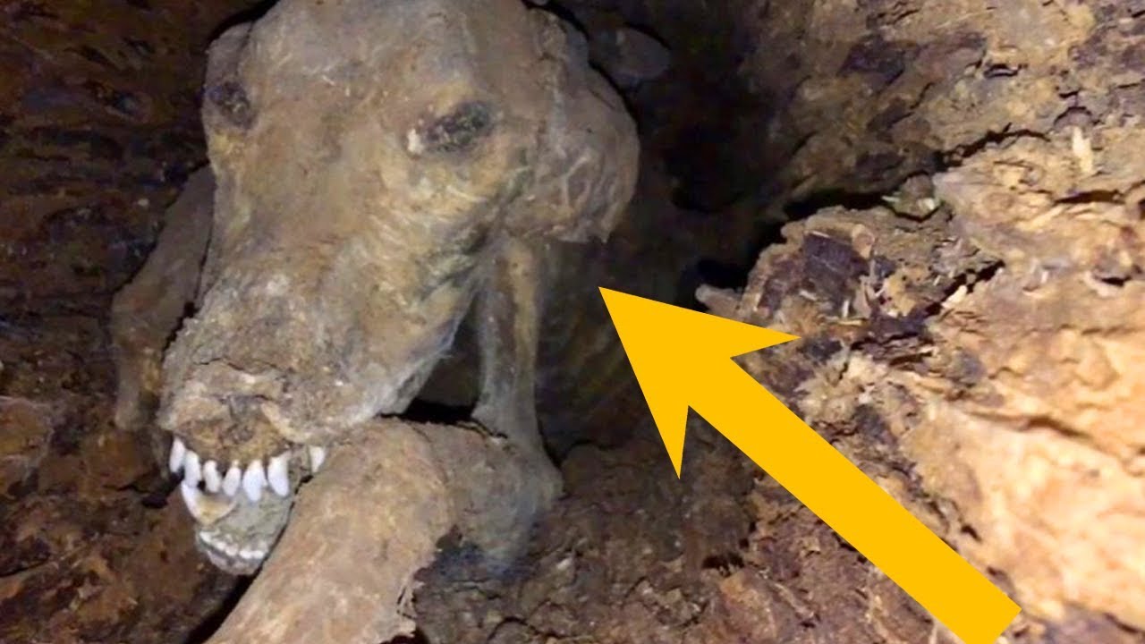 Dog Who Went Missing Discovered Mummified Inside A Hollow Tree 20 Years Later!