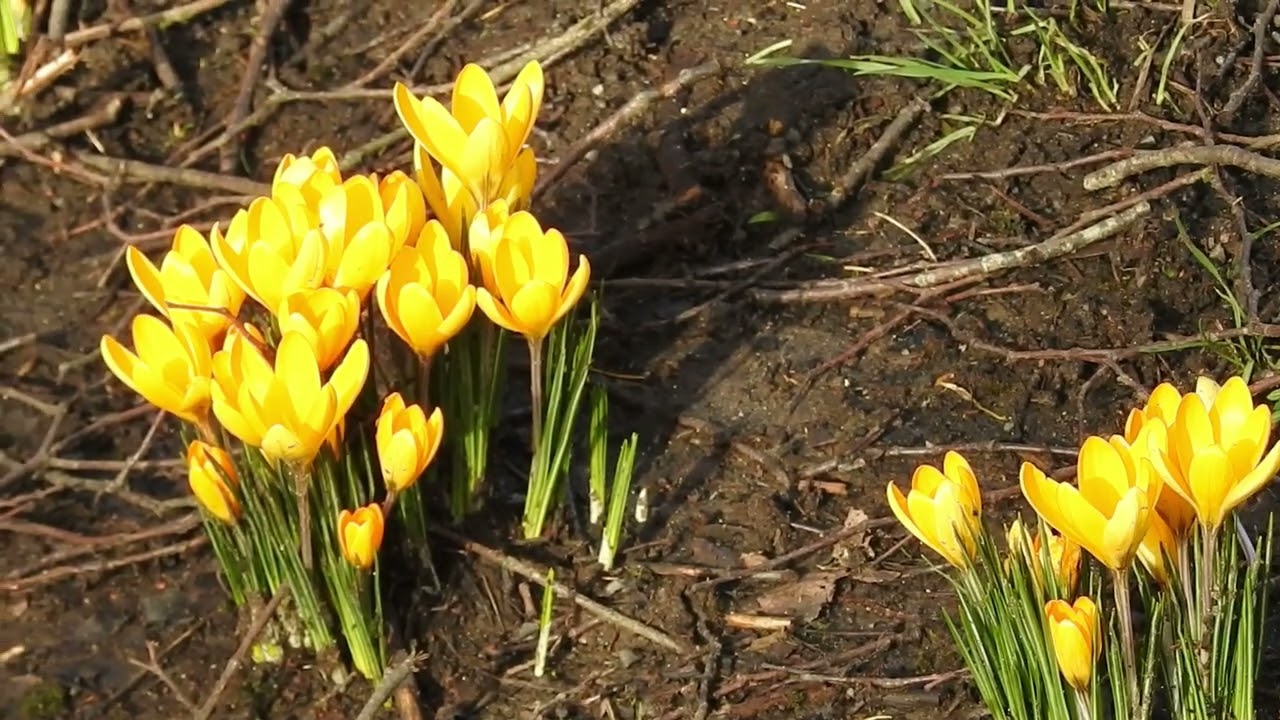 The coming of Spring in Keynsham park