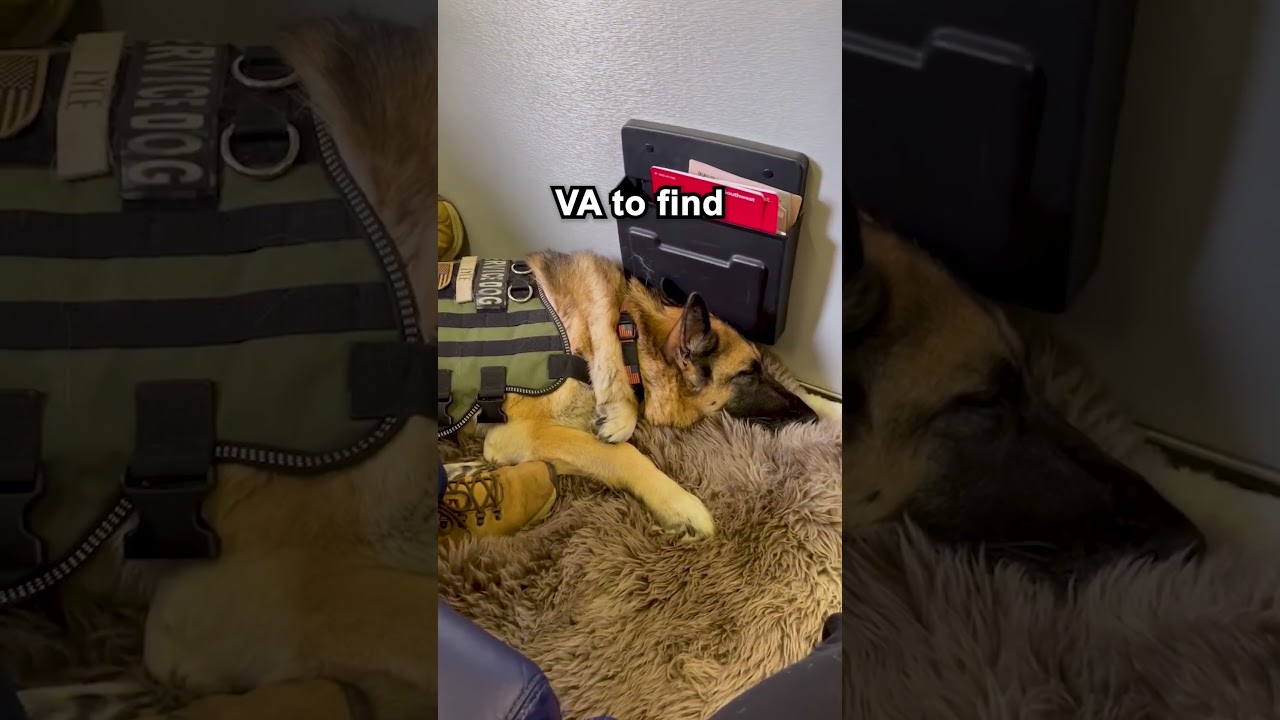 Service Dog's Final Flight - Pilot Announcement