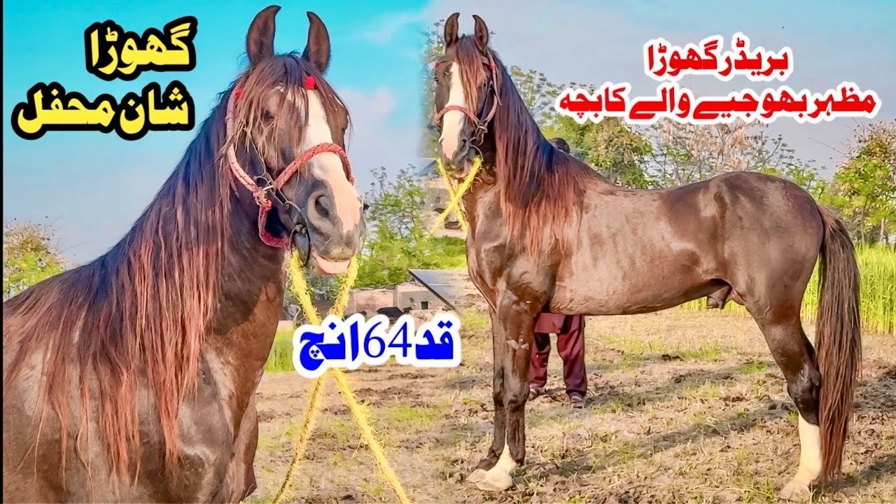 64” Mushka Desi Breeder Horse | Elite Pakistani Stallion | Horse Breeding