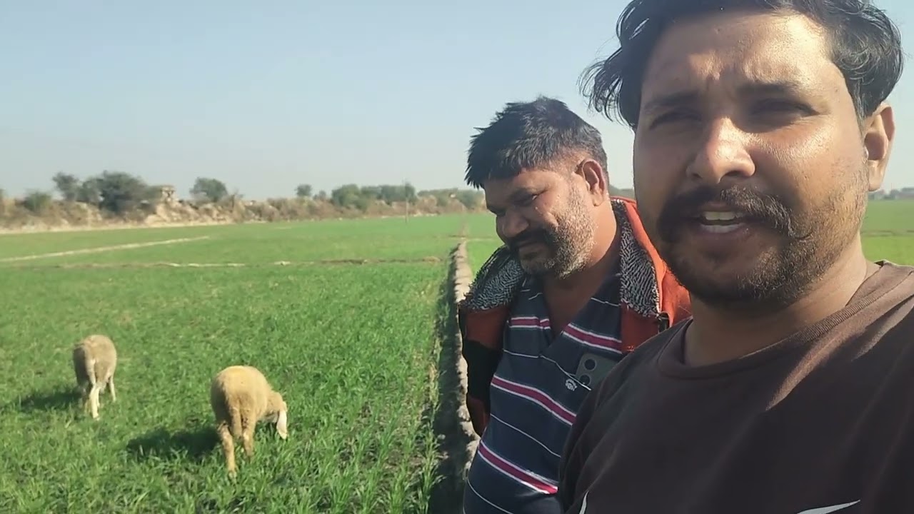 ਕਣਕ ਨੂੰ ਬੱਕਰੀਆਂ ਅਤੇ ਭੇਡਾਂ ਚਾਰਨ ਦਾ ਵਾਧਾ #punjabi #farming #viral #new #theraaz0008 #automobile #old 