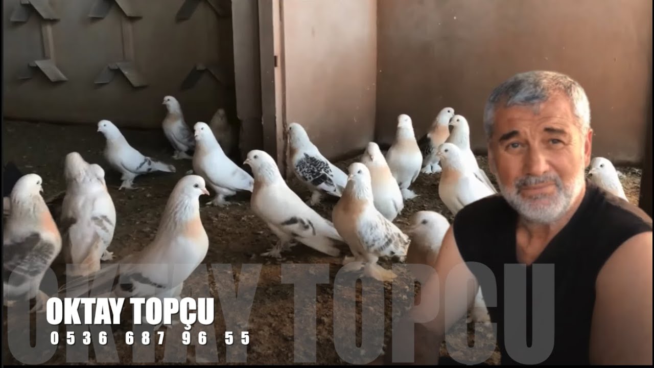 Şebap Güvercin Sohbeti Oktay Topçu (Sarıyerli)