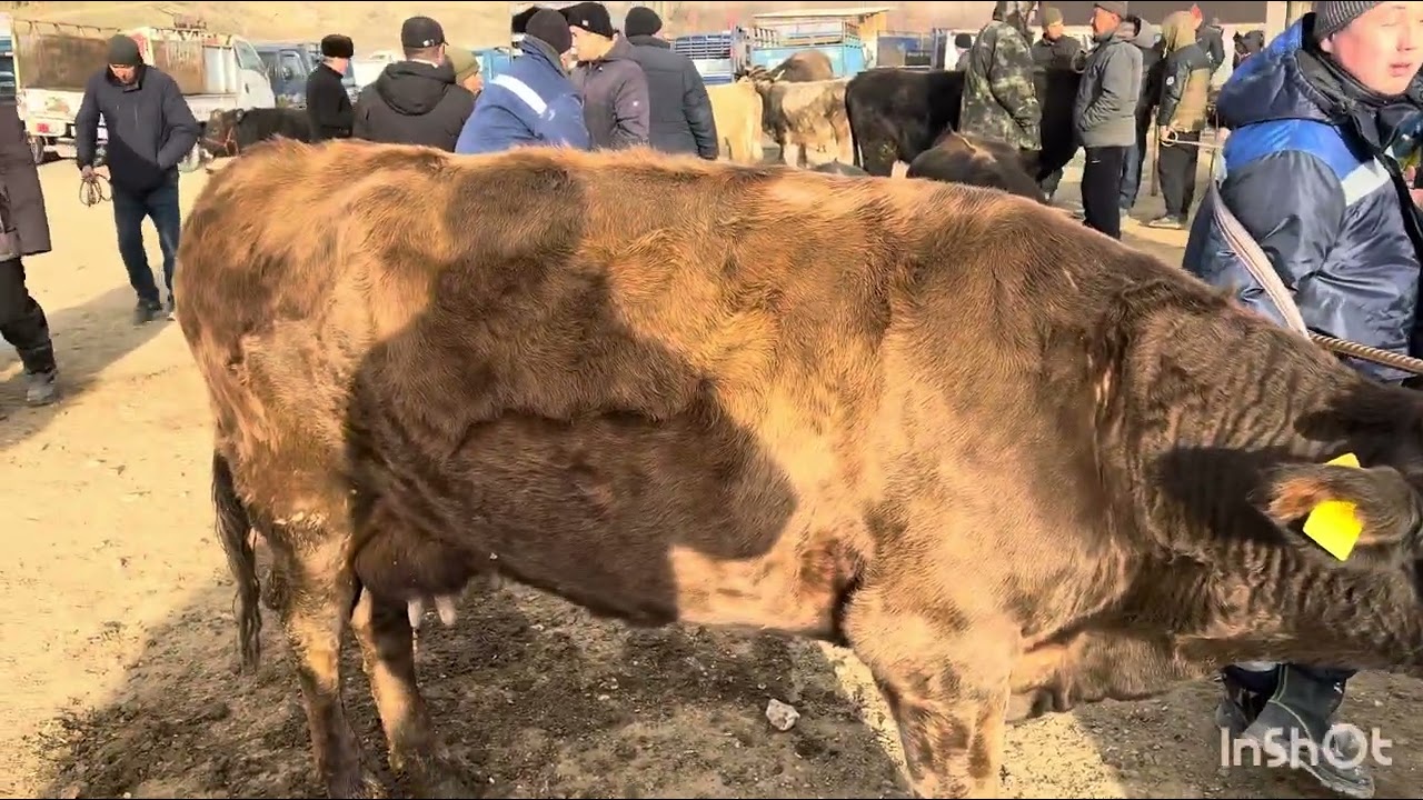 Уч-Коргон Мал базары 16-Январь