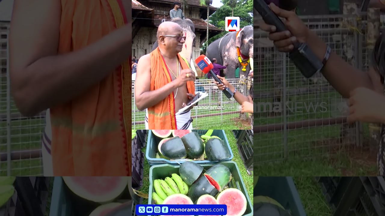 ആനയൂട്ടിലും സ്ത്രീ പ്രാധിനിധ്യം. ആദ്യ ഔഷധ ഉരുള തിരുവമ്പാടി ലക്ഷ്മിക്കുട്ടിക്ക് #Elephant #Aanayoottu