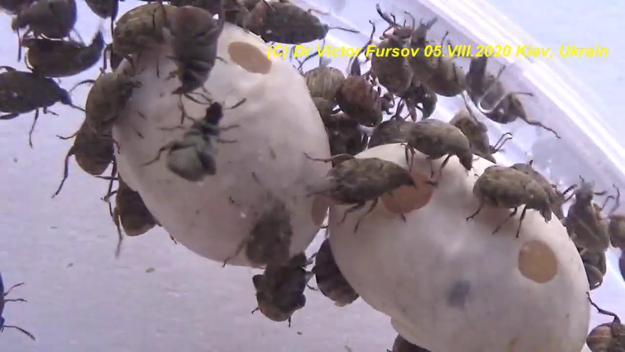 BEETLES IN LEGUME SEEDS? WHO ARE THEY? HOW TO GET RID OF BEETLES, BEAN WEEVILS?