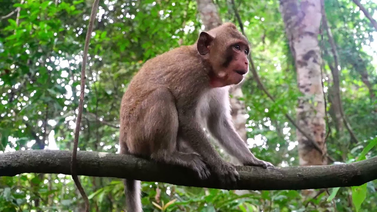 Old King Monkey Balu