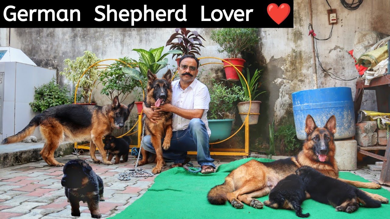 25 Saal Se German Shepherd Dog Ka Shauk | German Shepherd Lover