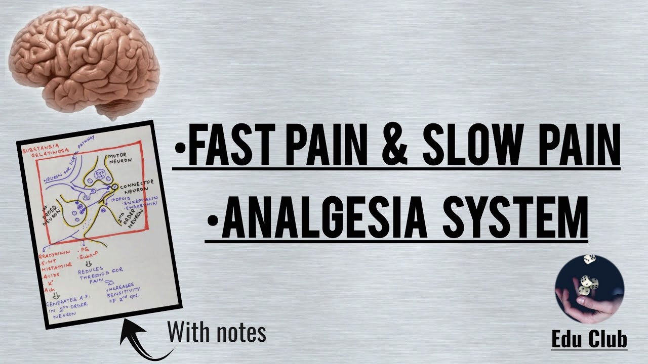 Pain and its inhibition - The Analgesia System