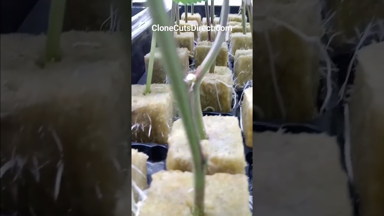 Apple Tartz clones and transplanting.