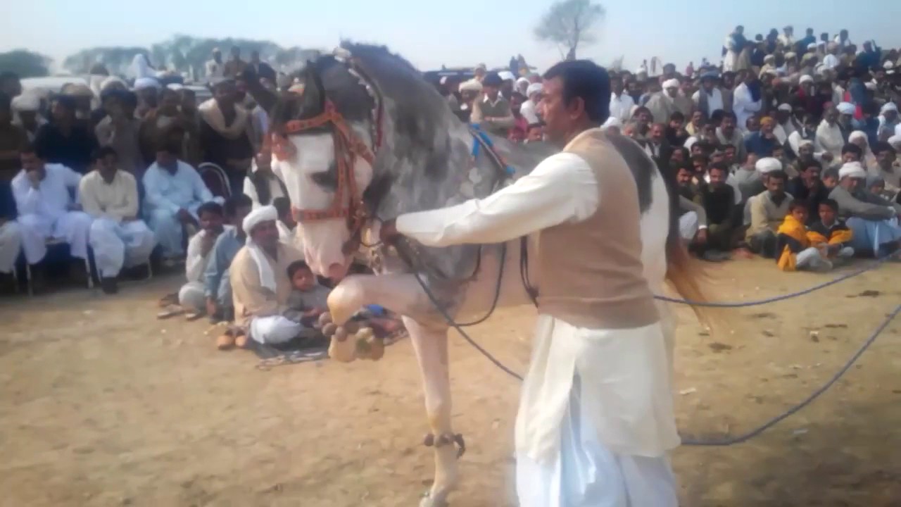 Horse dance palat by kabootra ghora of palat