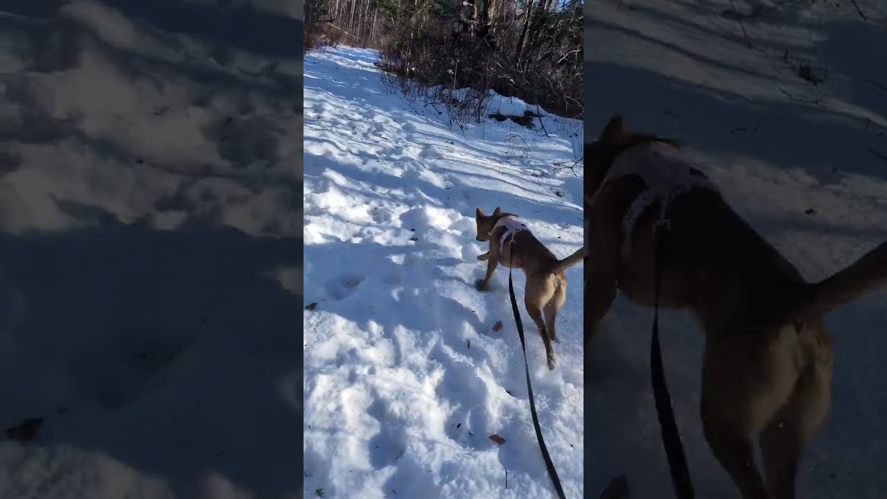First walk at Mantle Lake Park since fall #mainelife #doglife #winter 