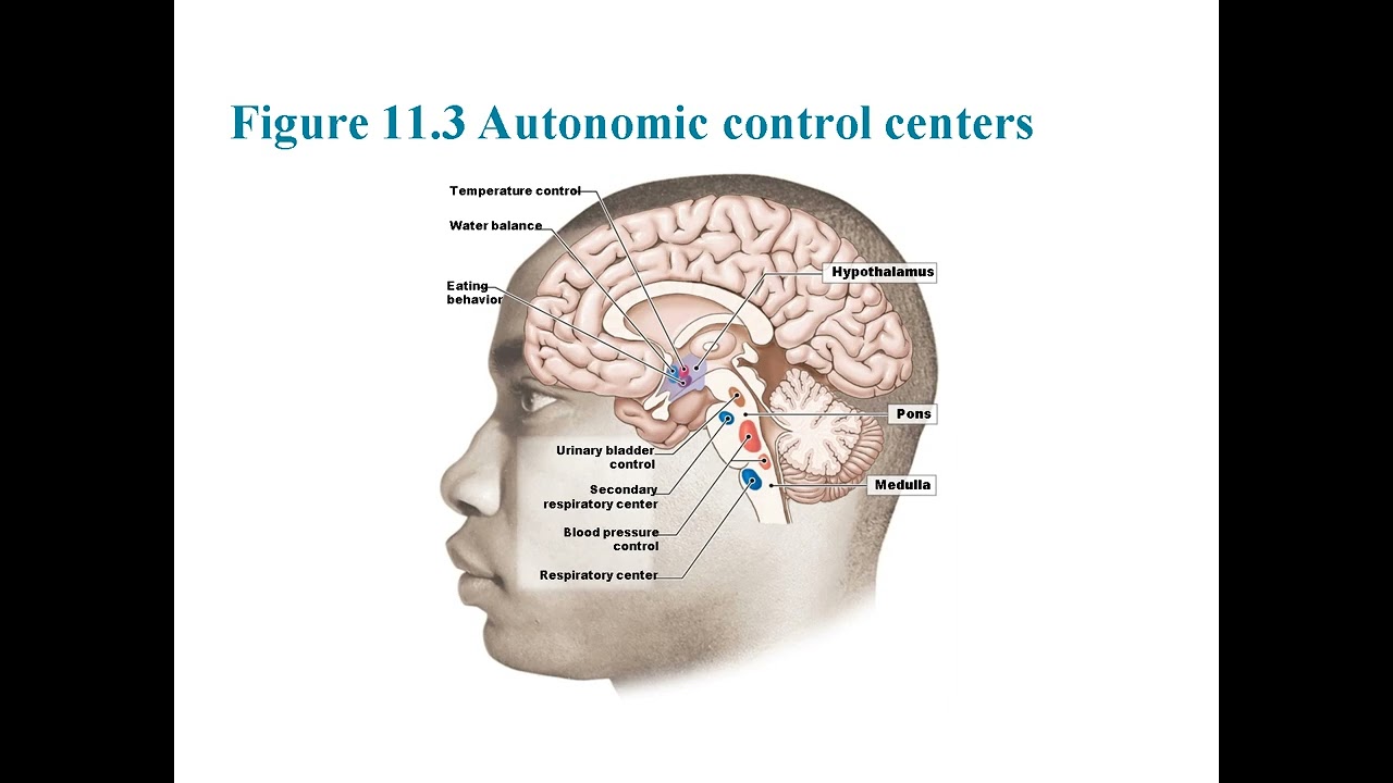 Chapter 11 : Autonomic vs. Somatic Nervous System : Control, Reflexes, and Neurotransmitters