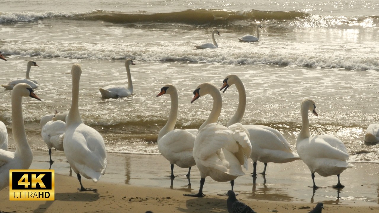Beautiful Swans on the Seashore | Nature & Sea Waves Sounds