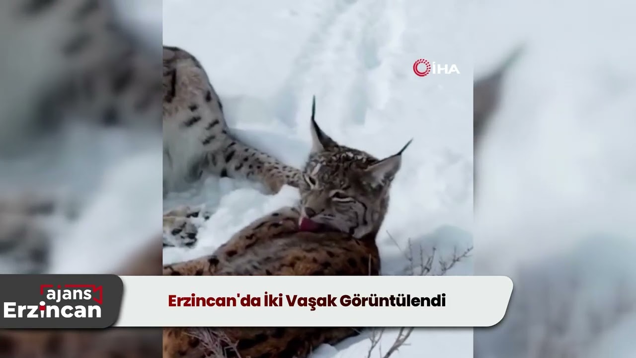 Erzincan'da İki Vaşak Görüntülendi