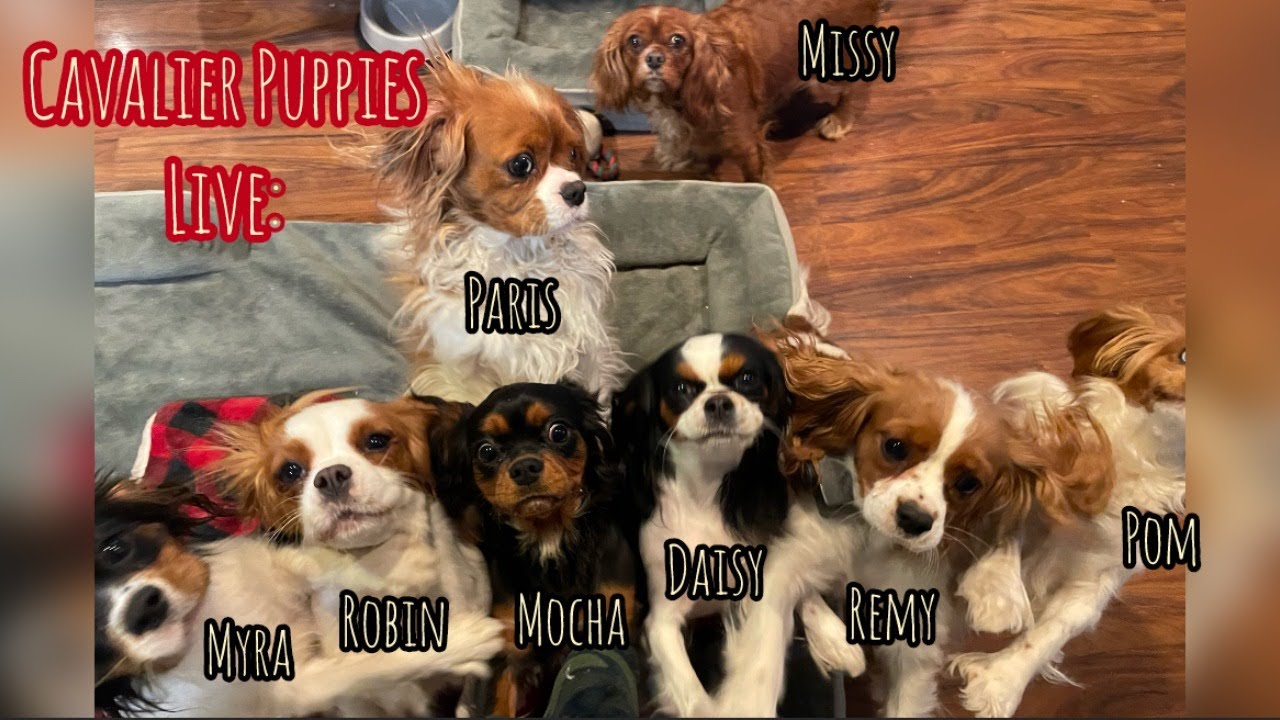 Cavalier Puppy Livestream: Cold Country Chaos!