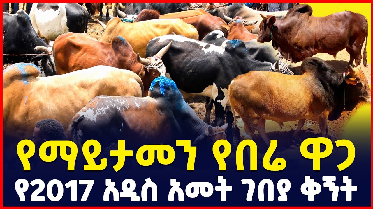 በሬ በማይታመን ዋጋ | የ2017 የበዓል ገበያ ቅኝት| new year market review| SILE BUSINESS