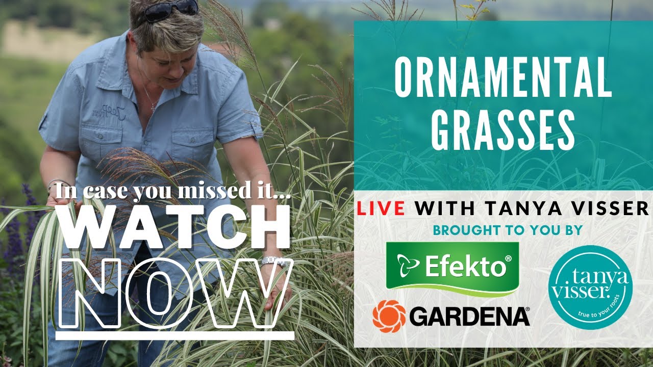 Ornamental Grasses Masterclass with Tanya Visser