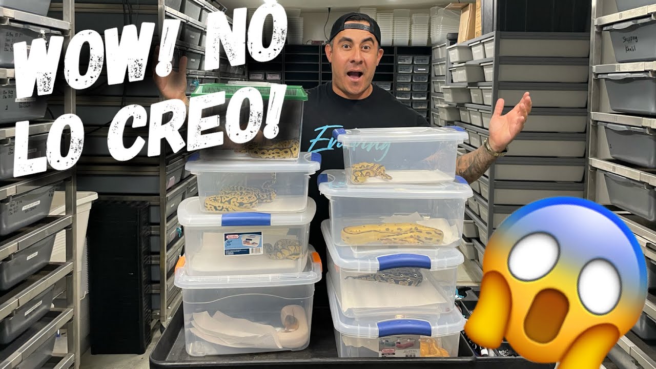 ¡Compré Una Colección De Serpientes Muy Rara! Super Poderosos !!