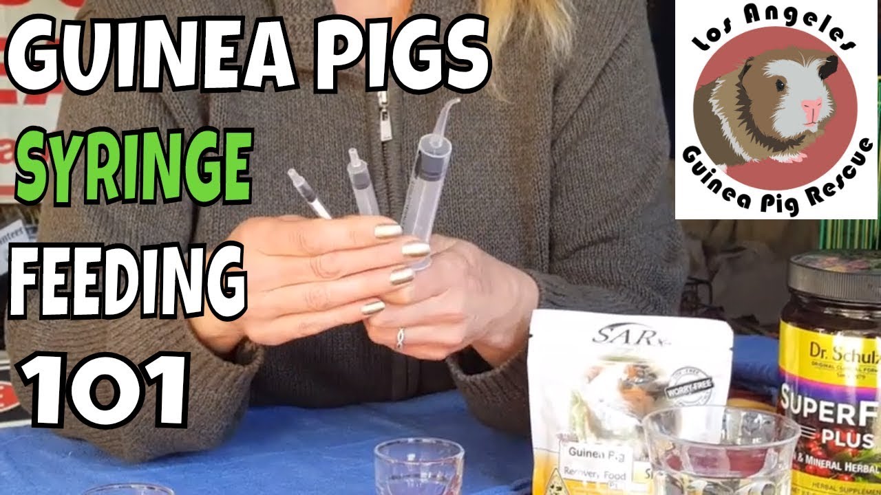Syringe Feeding Guinea Pigs Instructions