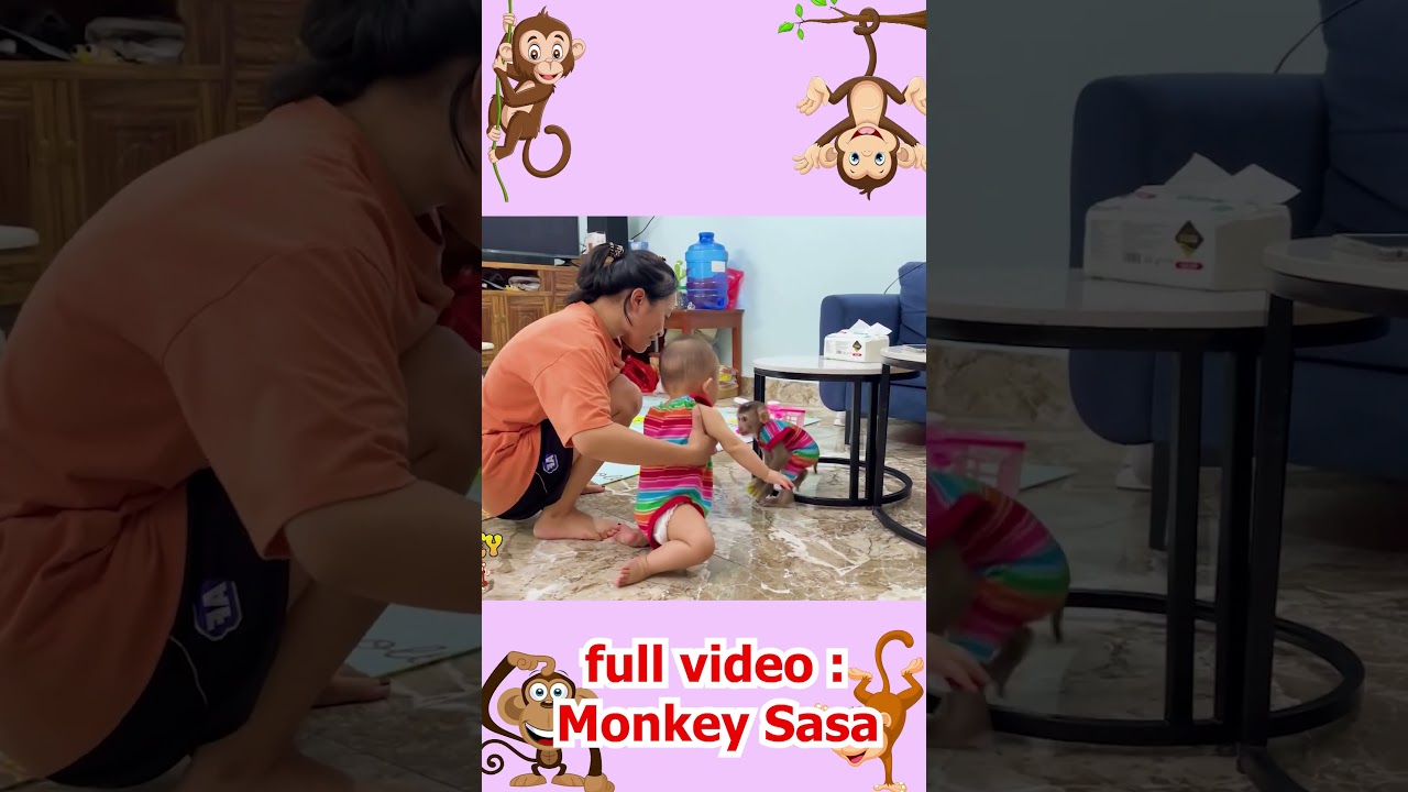 Naughty monkey steals baby's jelly #2 