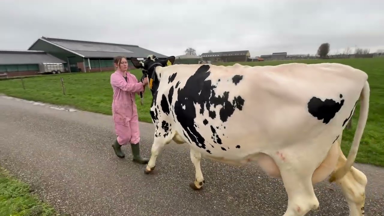 Videokeuring