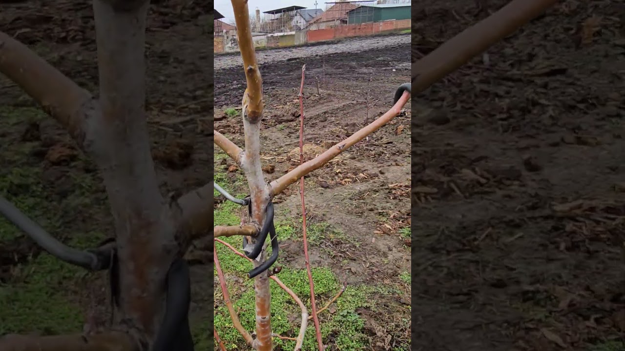 ​Tajna velikog roda kru&scaron;ke 🍐​ Ne secite grane &ndash; savijte ih!​ Za&scaron;to va&scaron;a kru&scaron;ka ne rađa? (Re&scaron;enje)