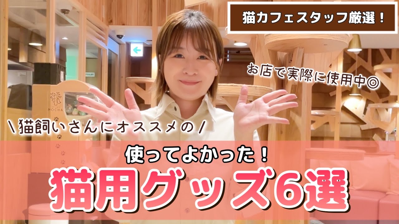 猫カフェスタッフおすすめ！使ってよかった猫用グッズ紹介