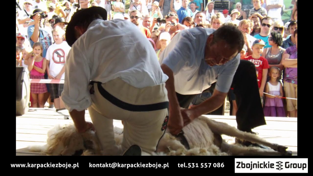 Pokaz robienia oscypk&oacute;w i golenia owcy z Karpackimi Zb&oacute;jami #pasterstwo #karpackiezb&oacute;je #golenieowcy