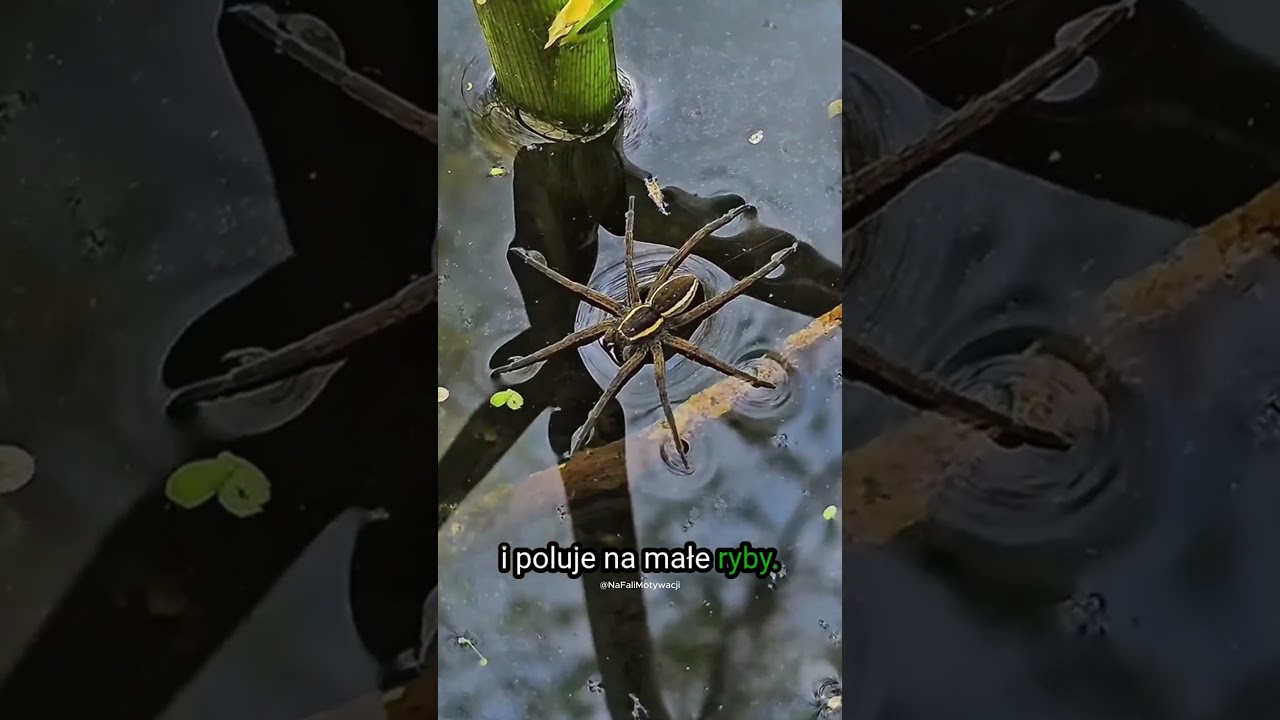 Te pająki żyją w Polsce&hellip; i są naprawdę duże! 🕷️🇵🇱 #pajak