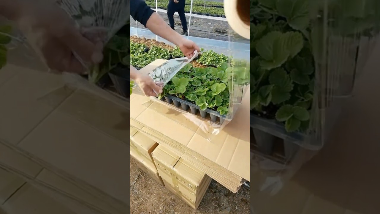Excellent Strawberry Seedling Packaging Technique 