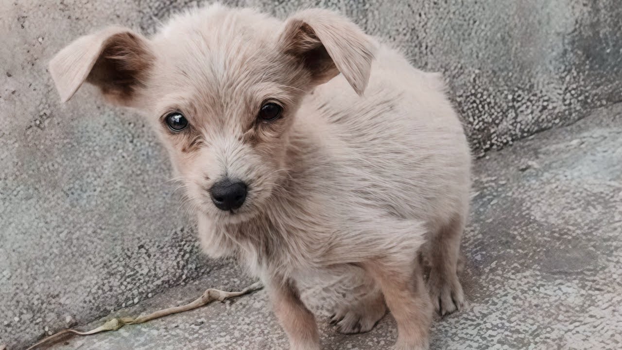 This Puppy Had Never Seen Outside Before..What Happened Next Broke Me