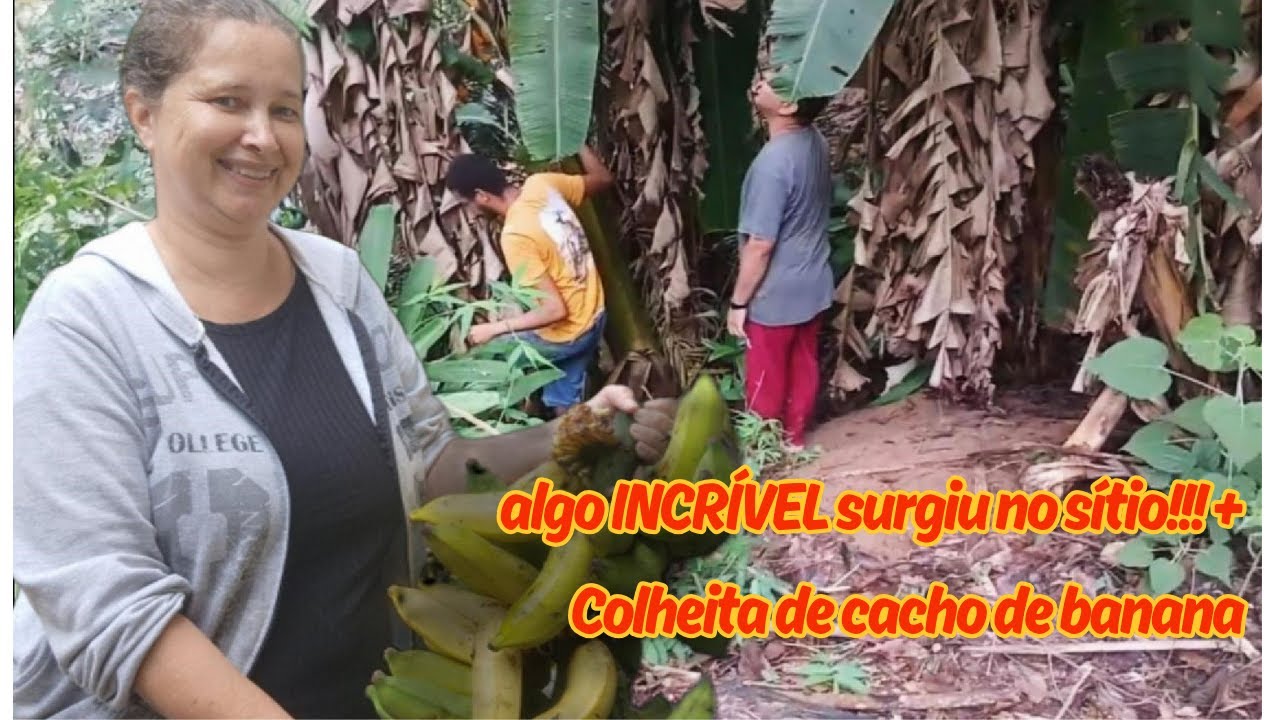A nascente SECRETA que só aparece quando chove!!! E ainda colhi um cacho gigante no sítio.
