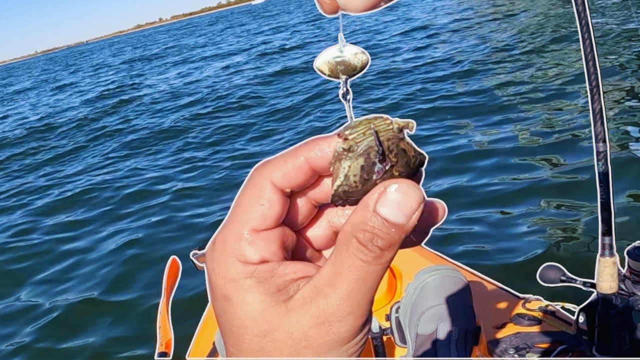 Three Keepers! Hot  blackfish bite at the bridge!