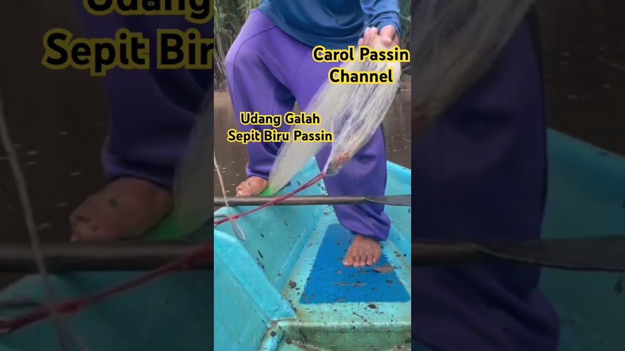 Saksikan Penuh Di Youtube Carol Passin Channel Menjala Udang Galah Sepit Biru Passin #udanggalah