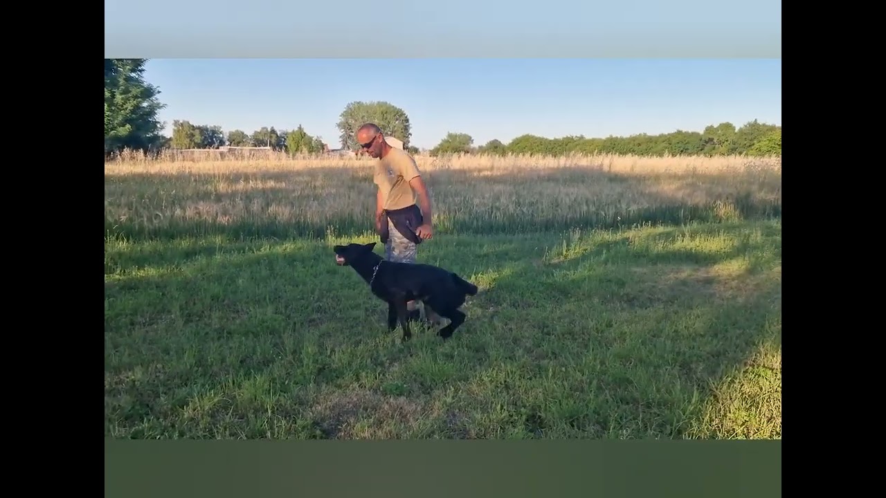 Obedience - Black