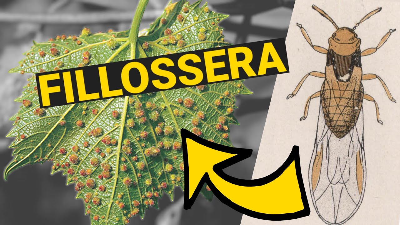 COS'E' LA FILLOSSERA? E COME HA CAMBIATO LA STORIA