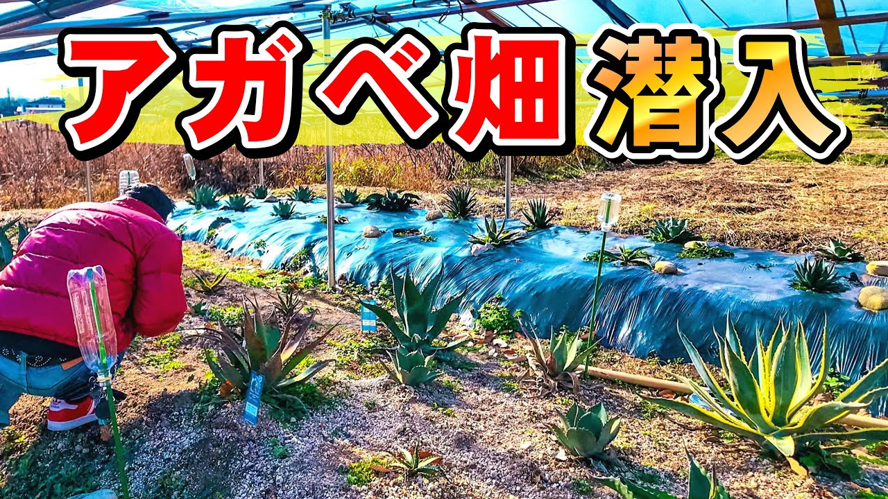 【非公開場所】千花さんのアガベ畑があるというので特別に見せてもらう