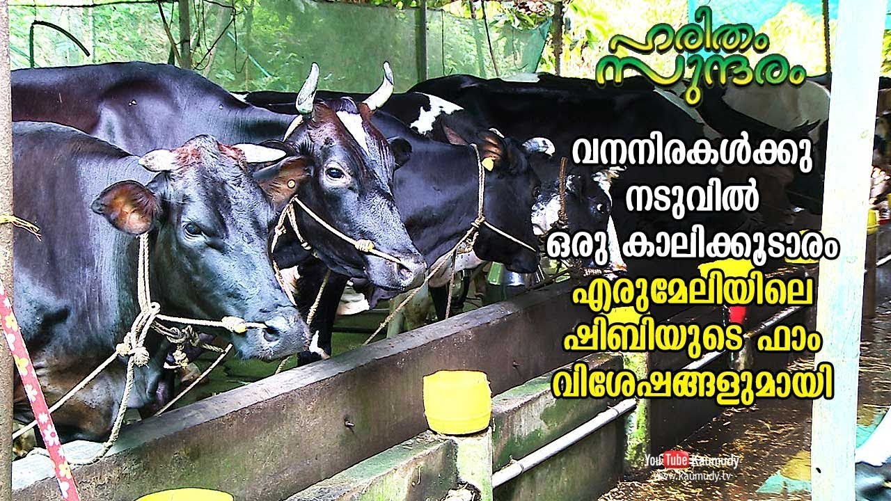 Shibi’s lovely farm at Erumeli | A Stable amidst lush forests | Haritham Sundharam EP 228