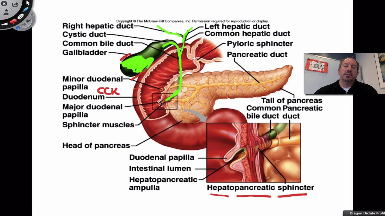 Small Intestines