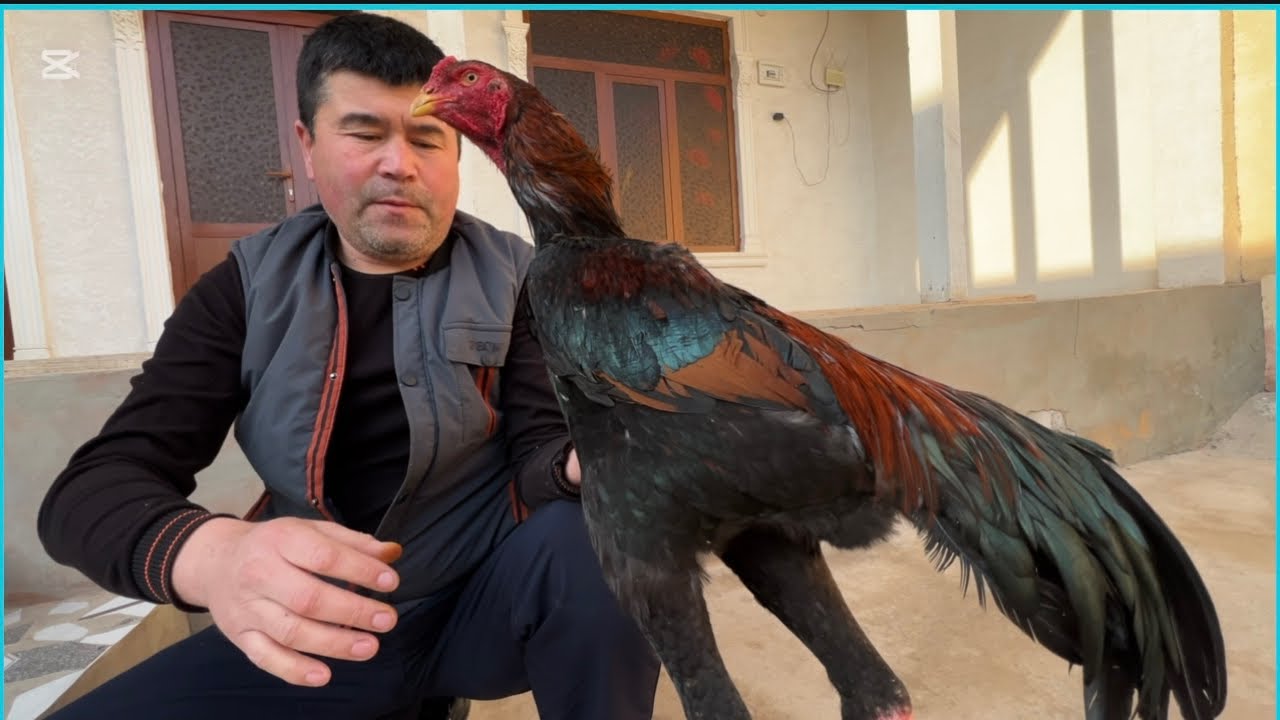 ДАКАН ИШКИБОЗЛАРИ УЧУН ЯНГИ ВИДЕО УЙ ШАРОИТДА ЖУЖА БОКИШ ПАРВОЗЛАРГА ДАКАН ТОВУКЛАР 