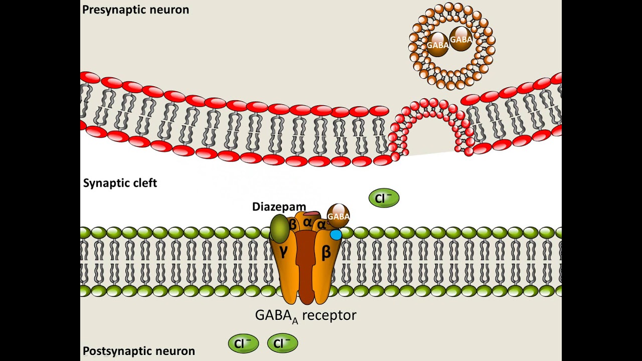 Diazepam - Mechanism of Action