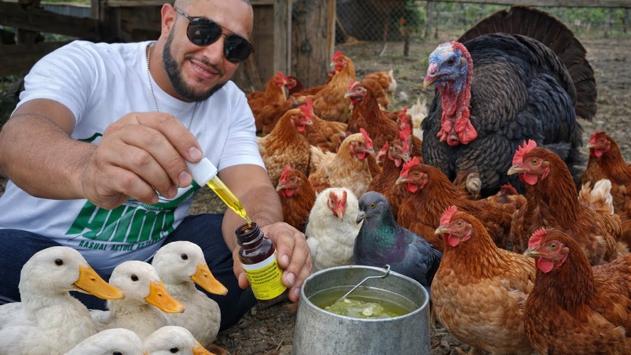Comimos frutas y le aplicamos  vitamina , e higienizamos el rancho 🐓 
