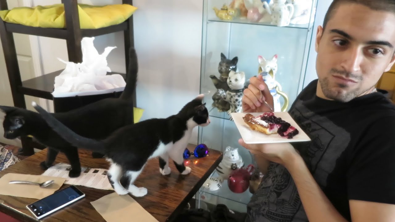 Jay attaqué par des chatons + Festival Mode et Design | 20 aout 2015