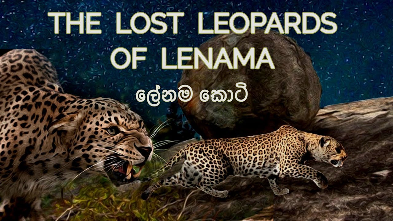The Lost Leopards of Lenama | Sri Lanka