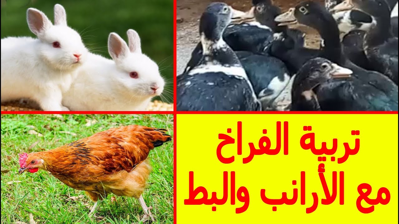تربية الفراخ مع الأرانب والبط ازاي تربيهم سوا ونصائح مهمة عشان ينتجوا أحسن إنتاج مع بعض في مكان واحد
