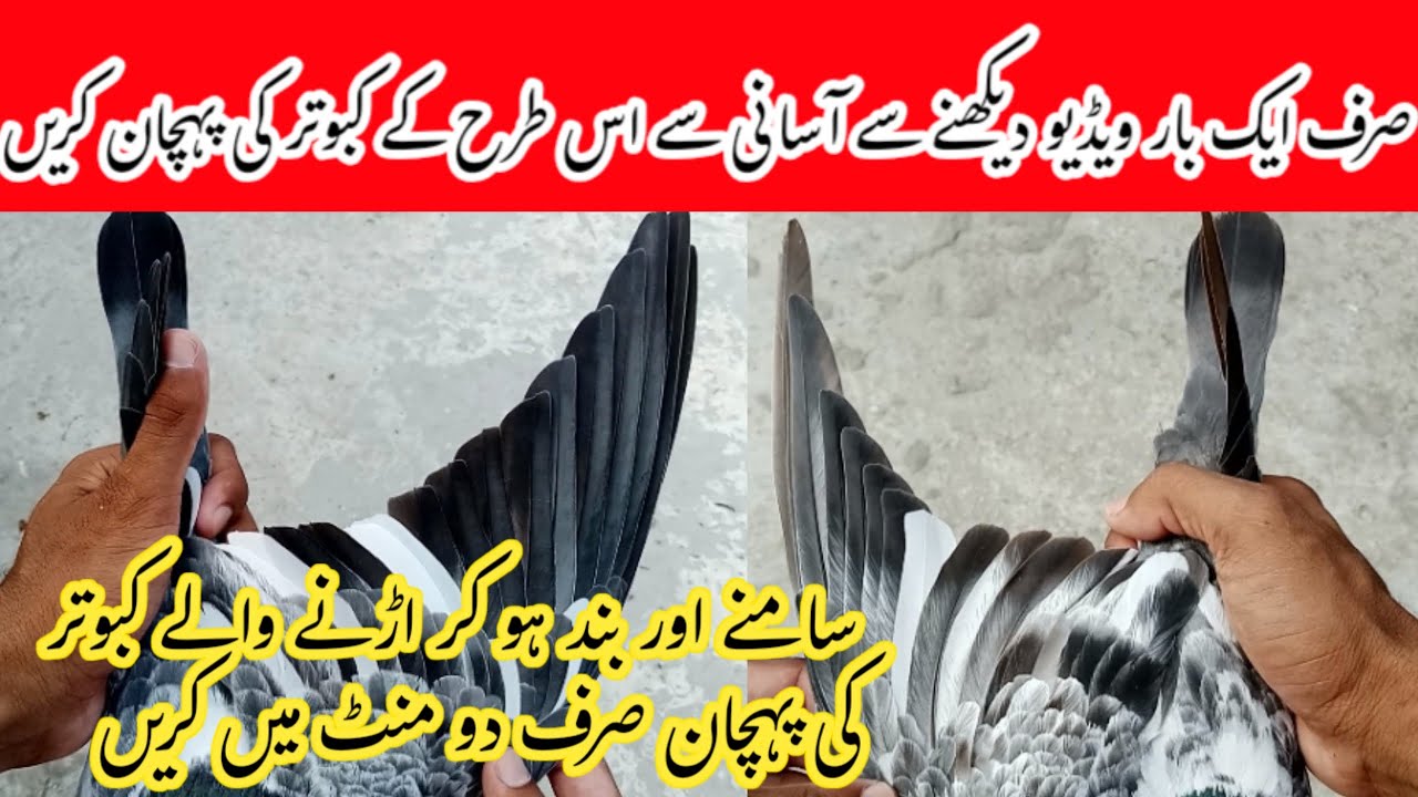 How to Fly Pigeon Long Time in the Sky | Pigeon Day1