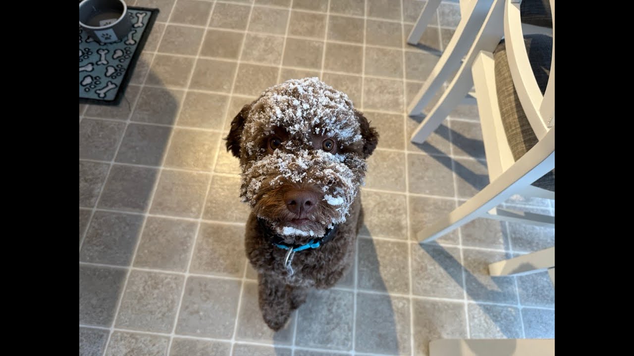 A Lagotto in the Snow!