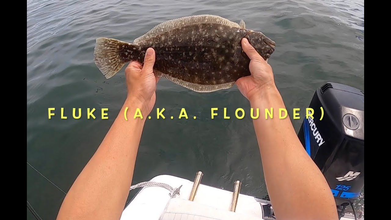 Bottom Fishing for Fluke, Sea Bass and Sea Robin (Buzzards Bay)