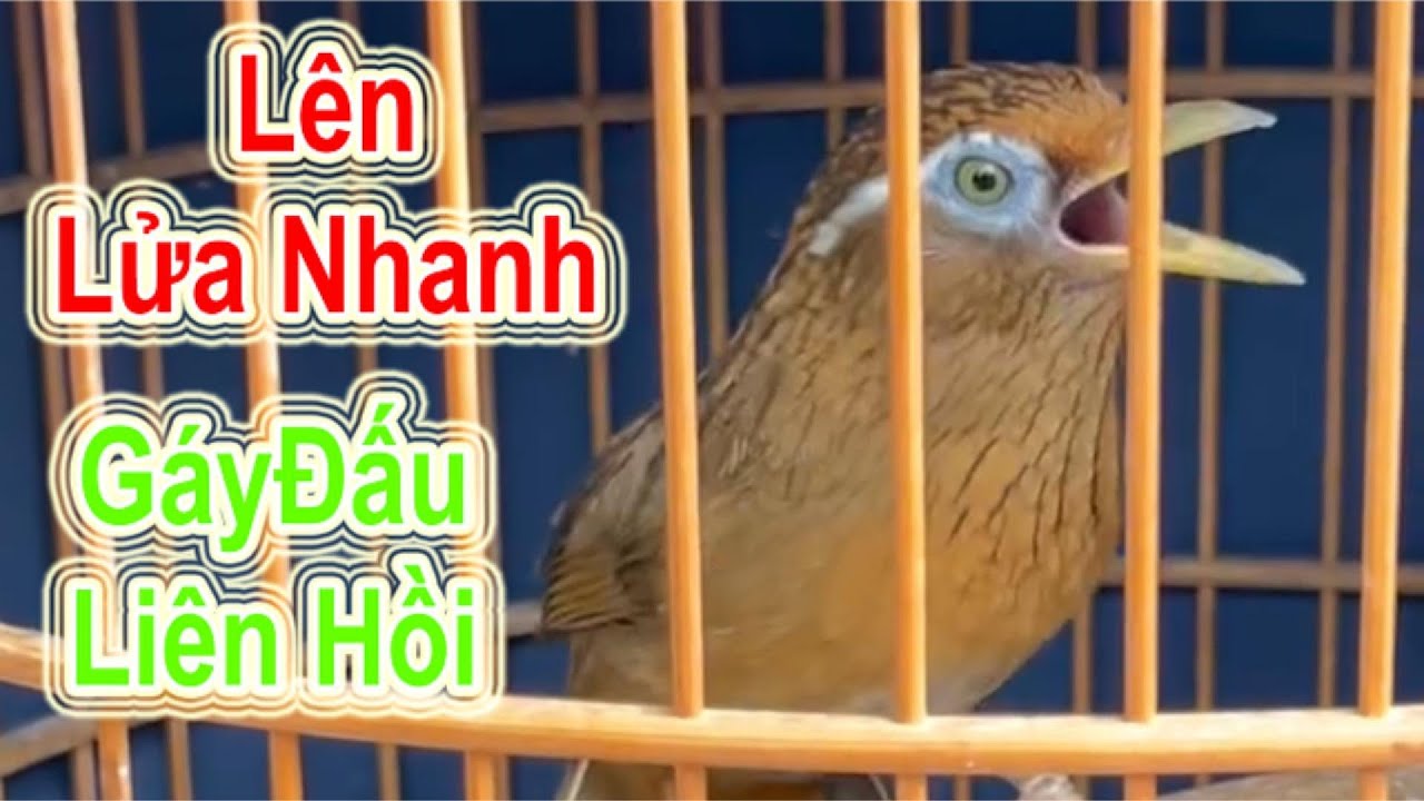 Họa Mi Kích Hót Cực Mạnh - Lên Lửa Nhanh, Gáy Đấu Liên Hồi